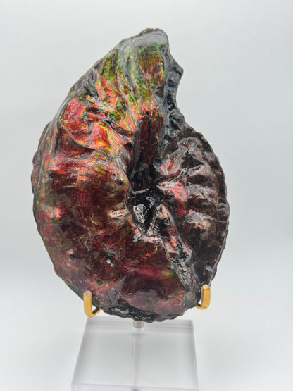 Ammolite tear drop