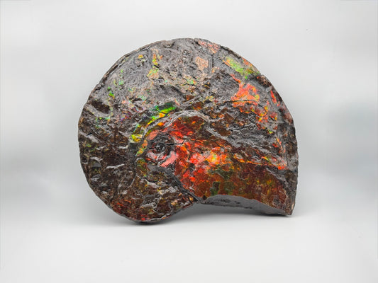 Large red ammolite fossil