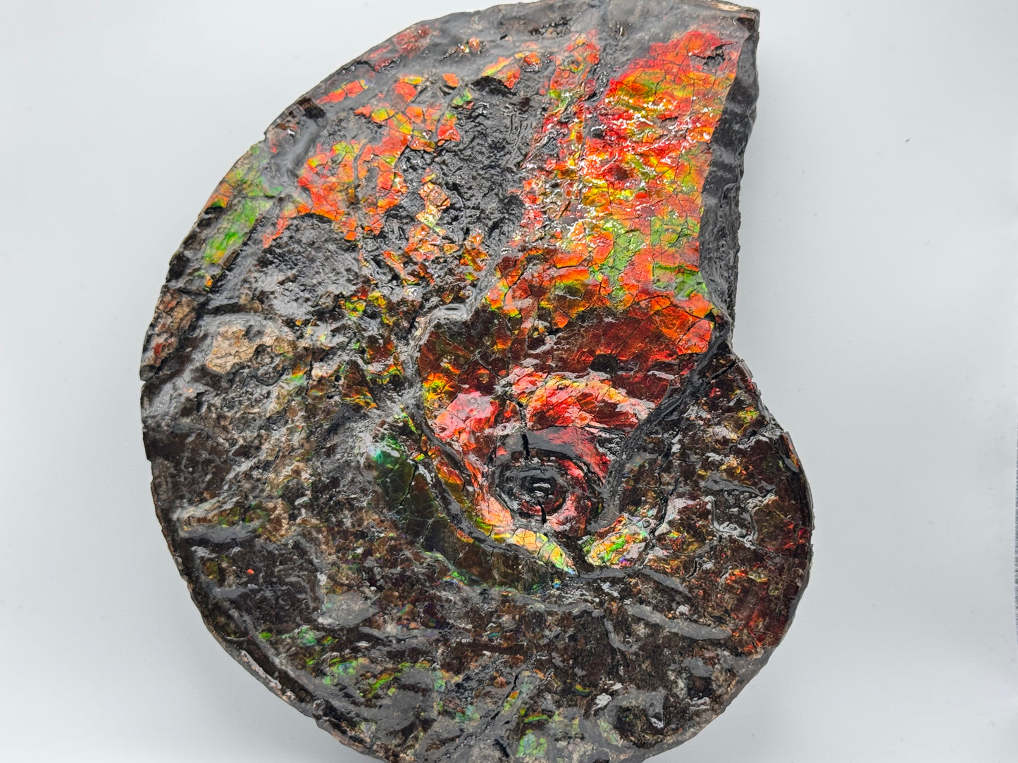 Large red ammolite fossil