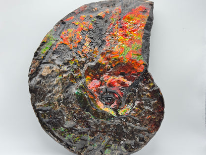Large red ammolite fossil