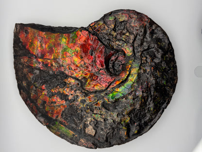 Large red ammolite fossil