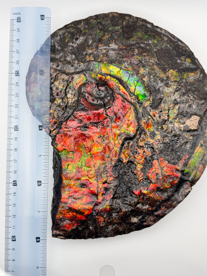 Large red ammolite fossil