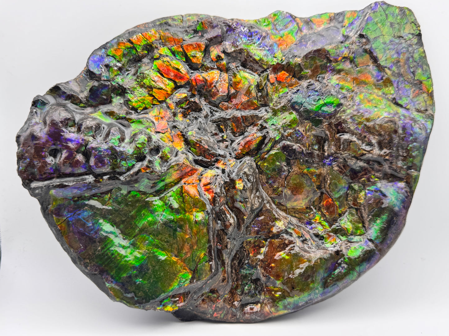 Unique ammolite