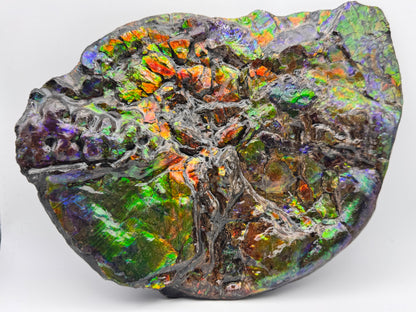Unique ammolite