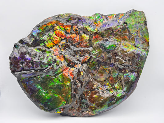 Unique ammolite