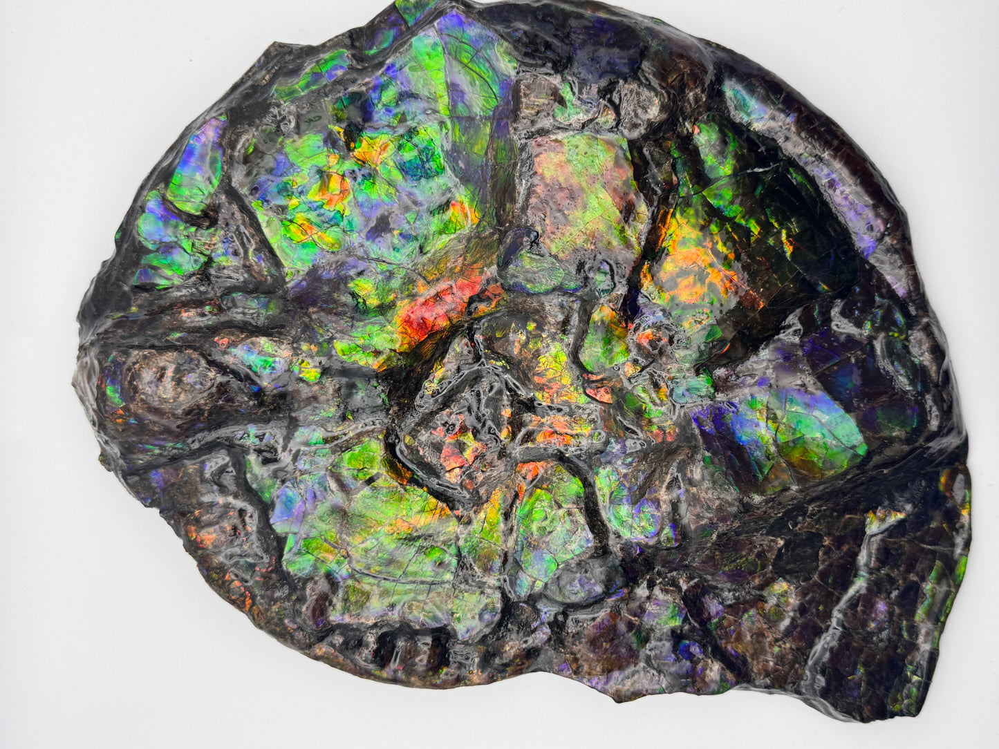 Unique ammolite