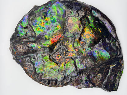 Unique ammolite