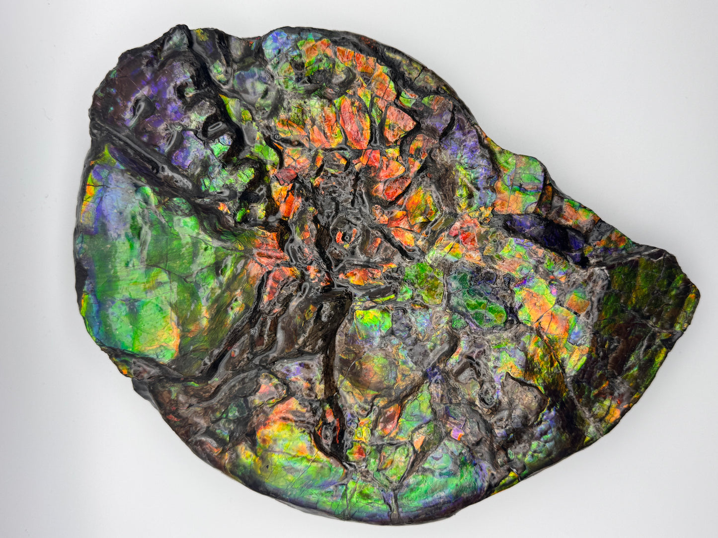 Unique ammolite