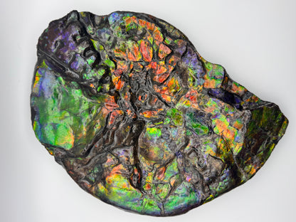Unique ammolite