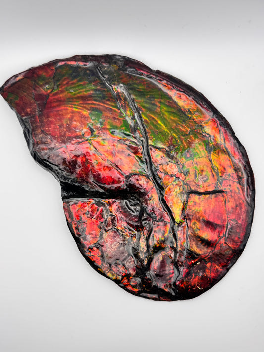 Flat ammolite fossil