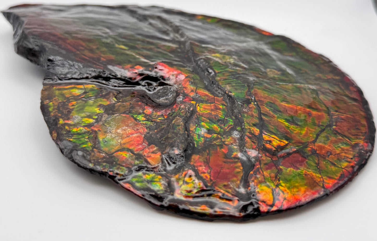 Flat ammolite fossil