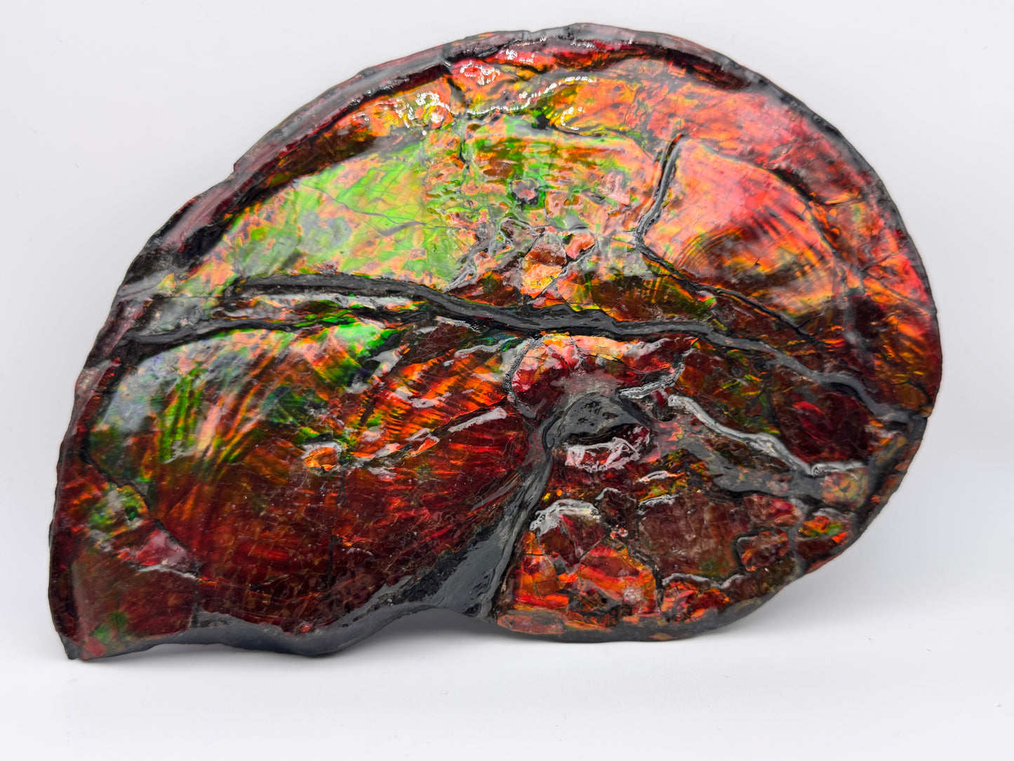 Flat ammolite fossil
