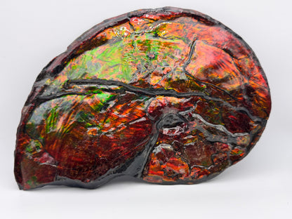 Flat ammolite fossil