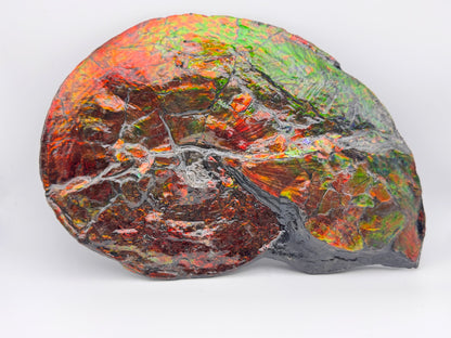 Flat ammolite fossil