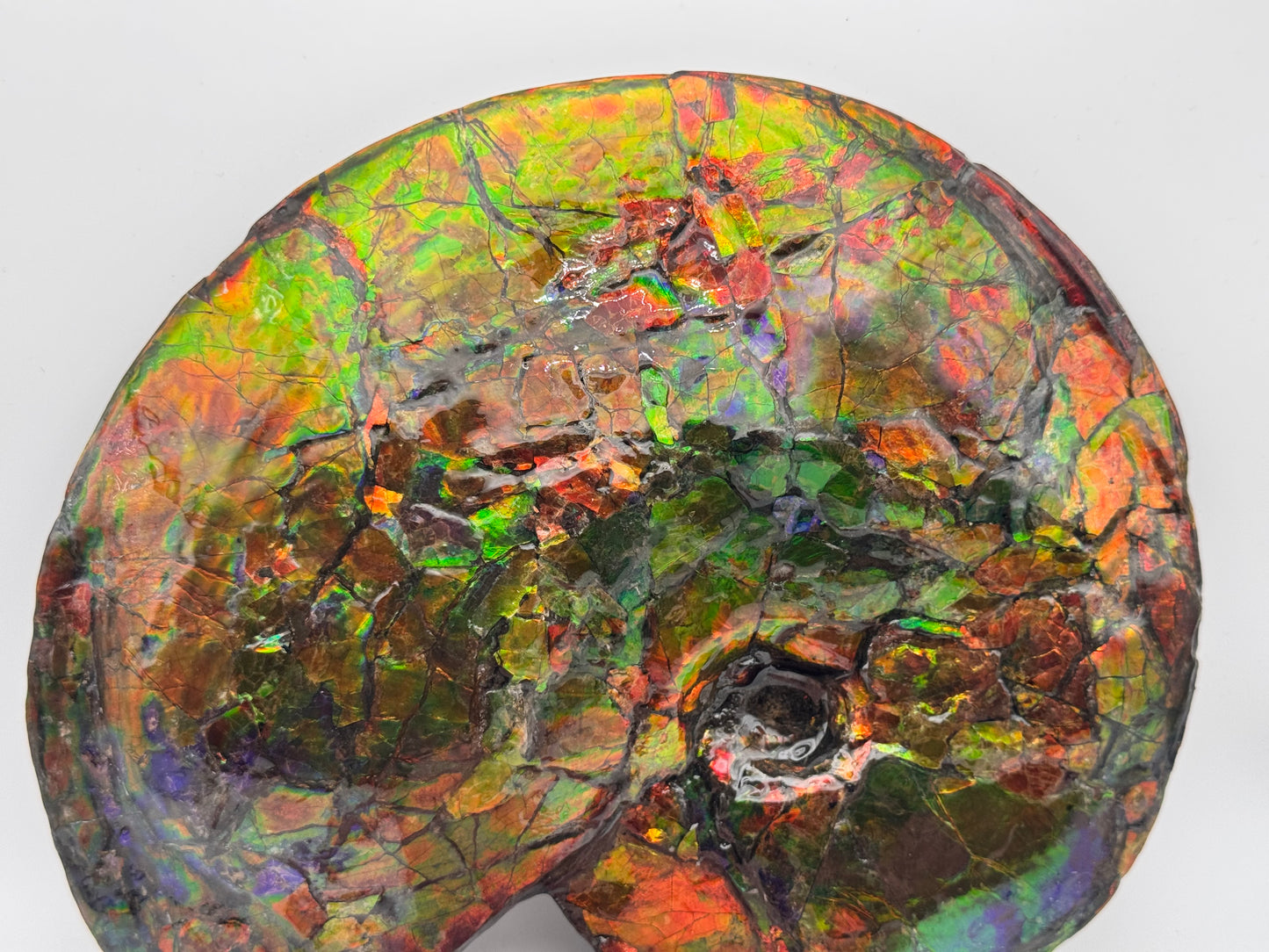 Vibrant ammolite