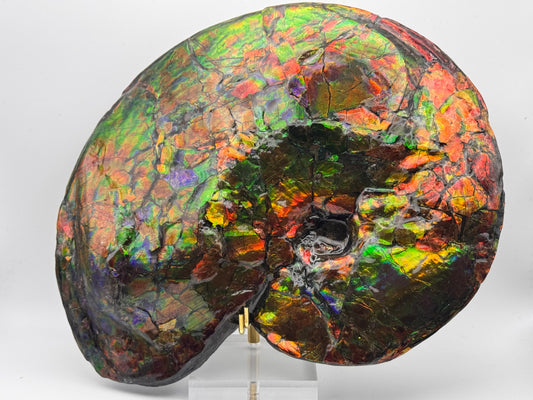 Vibrant ammolite