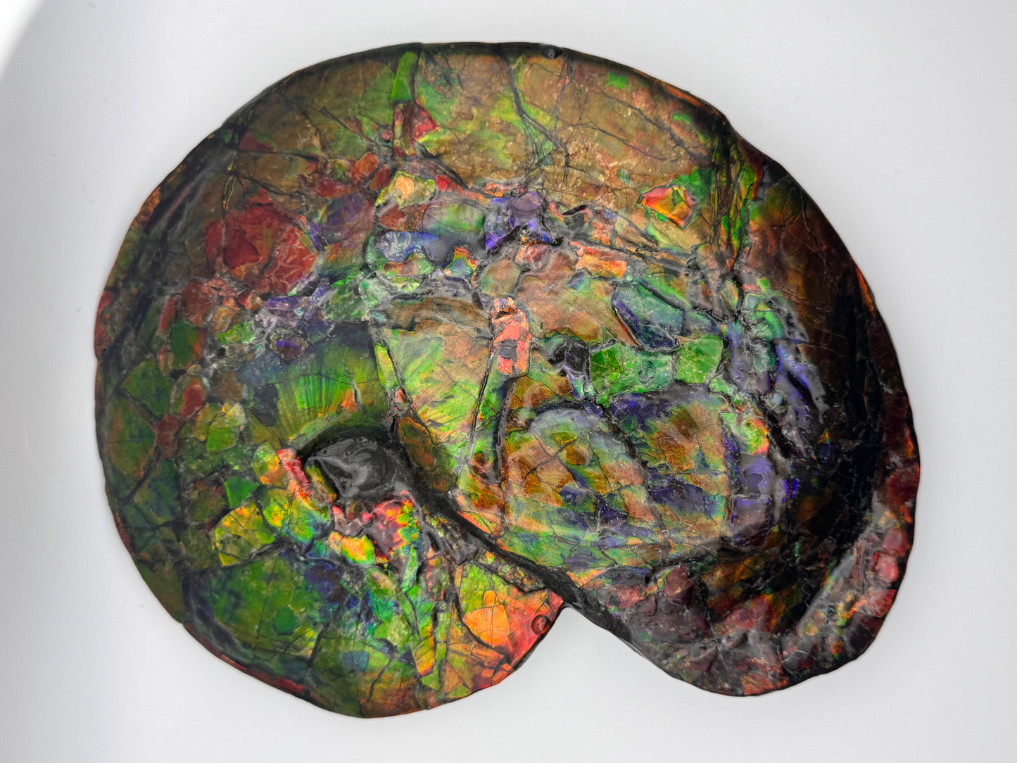 Vibrant ammolite