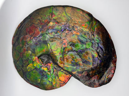 Vibrant ammolite