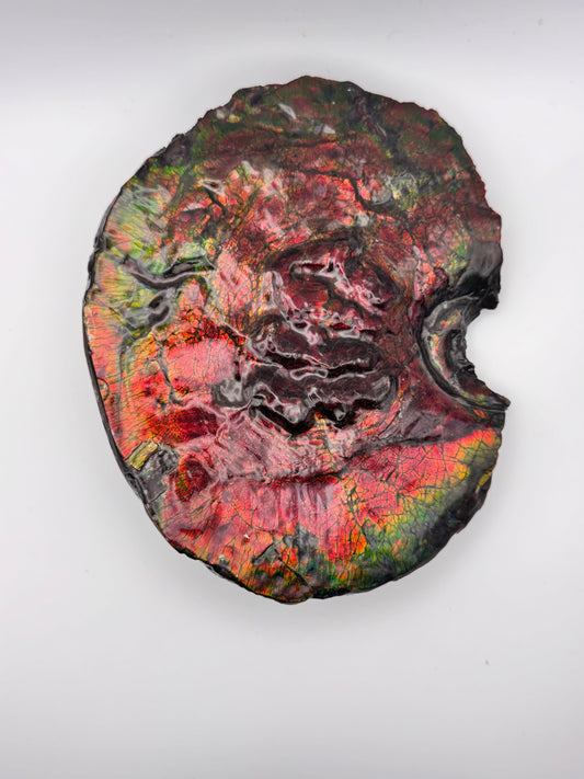 Ammolite growth line specimen