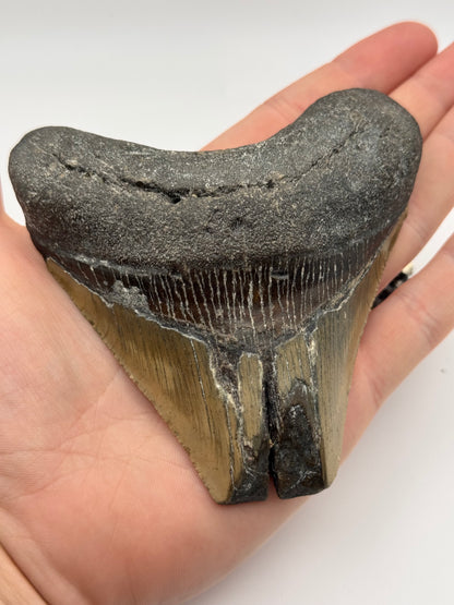 large preserved megalodon tooth