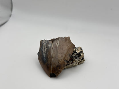megalodon tooth