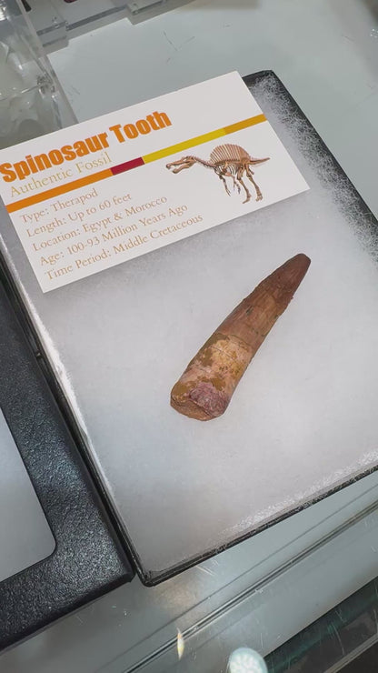 Fossil Spinosaurus dinosaur tooth