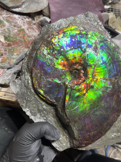 Alberta ammonite fossil Rare (intercalare)