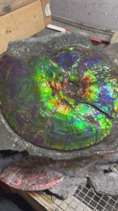 Alberta ammonite fossil Rare (intercalare)