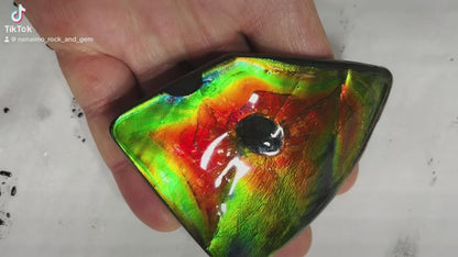 AAA+ Ammolite gemstone with dinasour bite